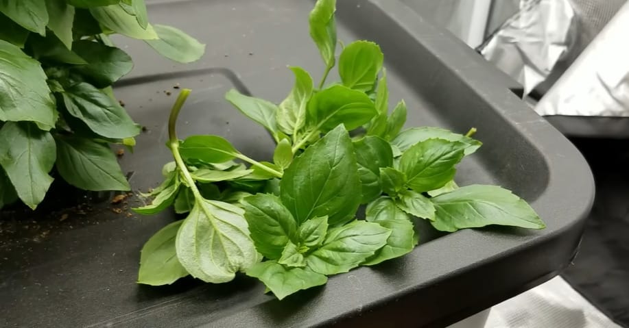 Are You Supposed to Pinch Basil Sprouts before Planting