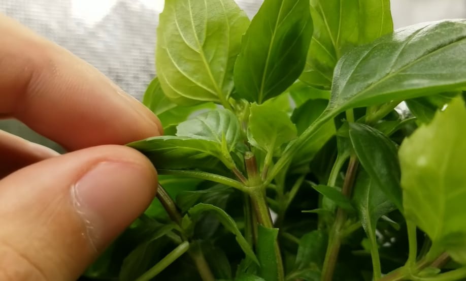 Are You Supposed to Pinch Basil Sprouts before Planting