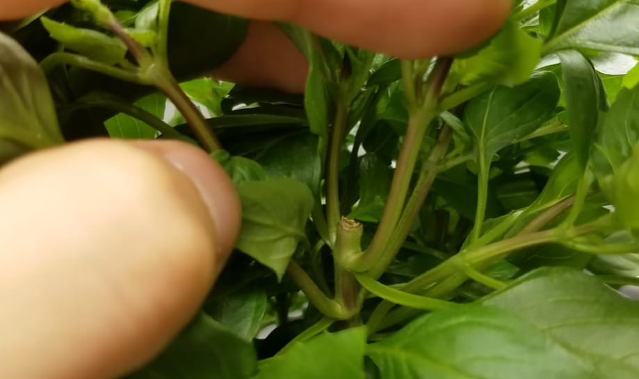 Are You Supposed to Pinch Basil Sprouts before Planting