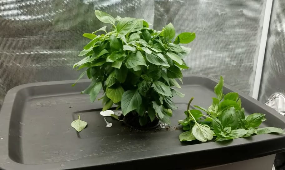 Are You Supposed to Pinch Basil Sprouts before Planting