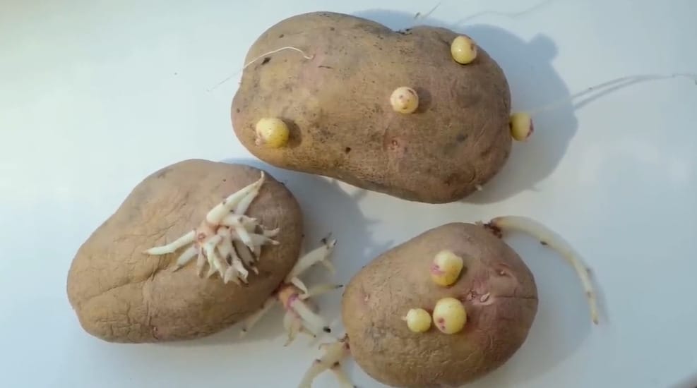 Bad Companion Plants for Eggplant