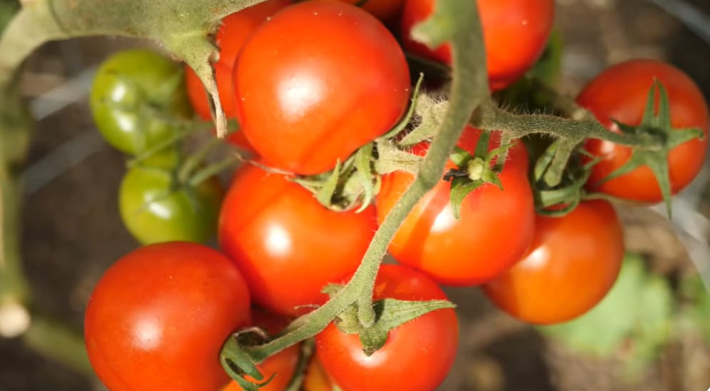 Bad Companion Plants for Eggplant
