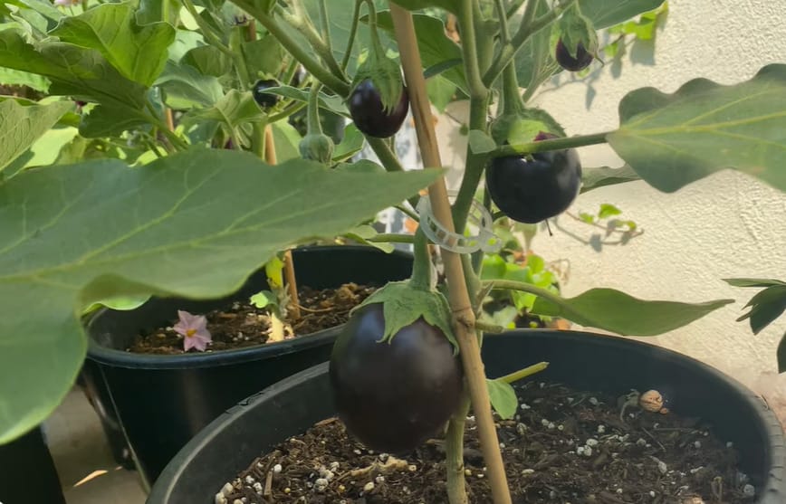 Black Beauty Eggplant Seeds