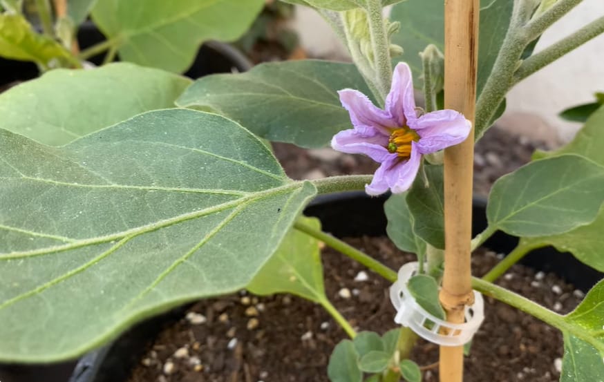 Black Beauty Eggplant Seeds