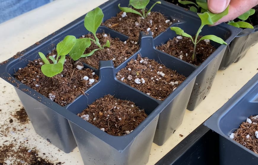 Black Beauty Eggplant Seeds