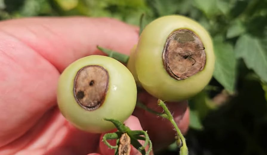 Blossom End Rot Tomatoes