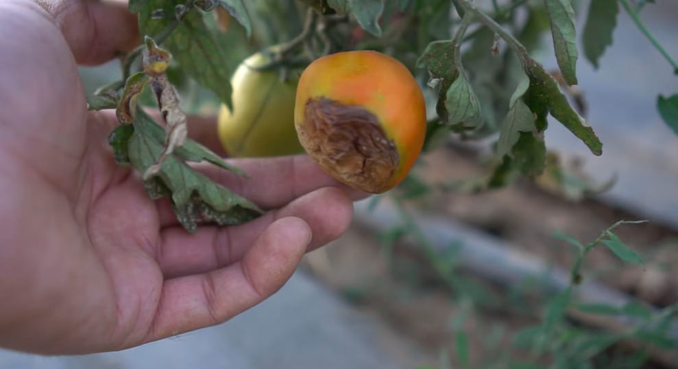 Blossom End Rot Tomatoes