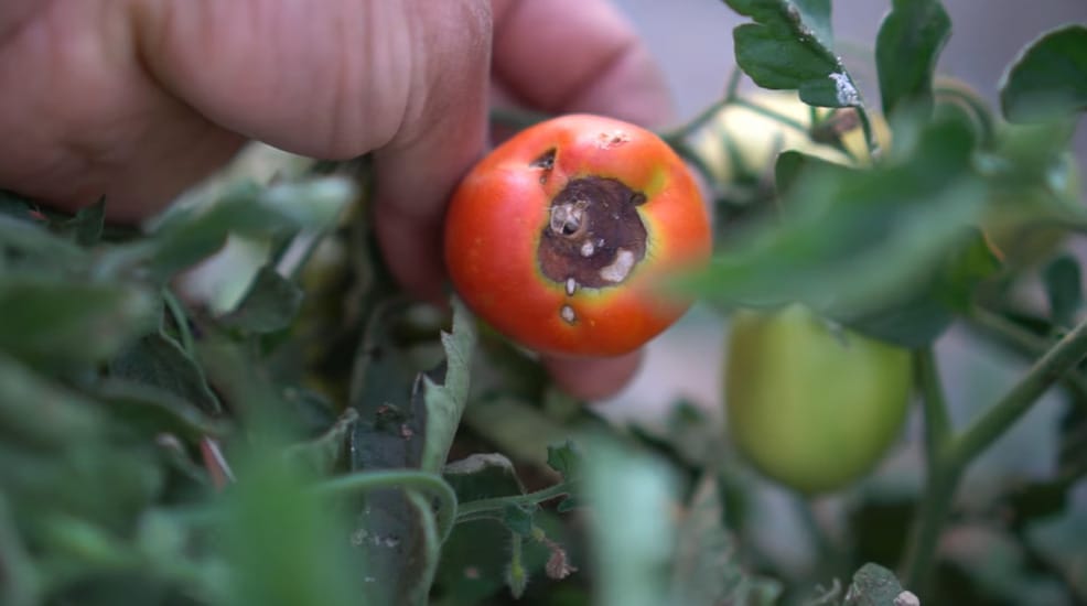 Blossom End Rot Tomatoes
