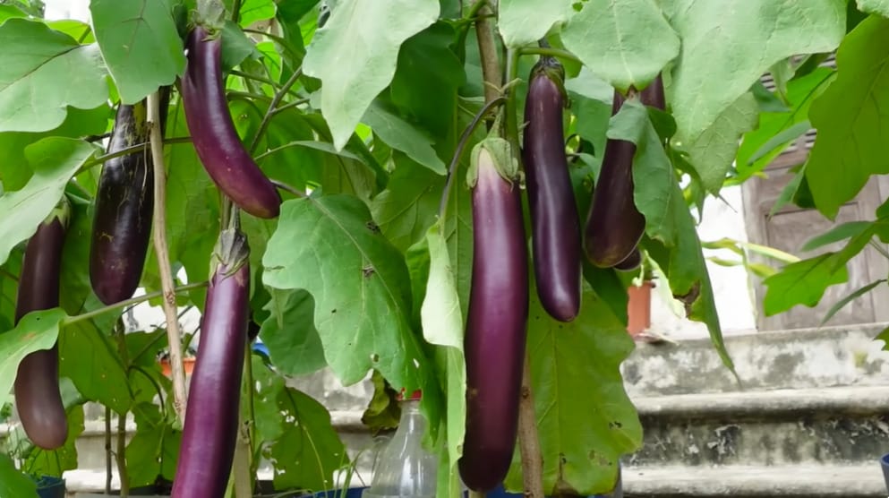 Different Types of Eggplant Plants
