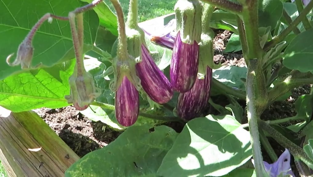 Fairy Tale Eggplant Seeds