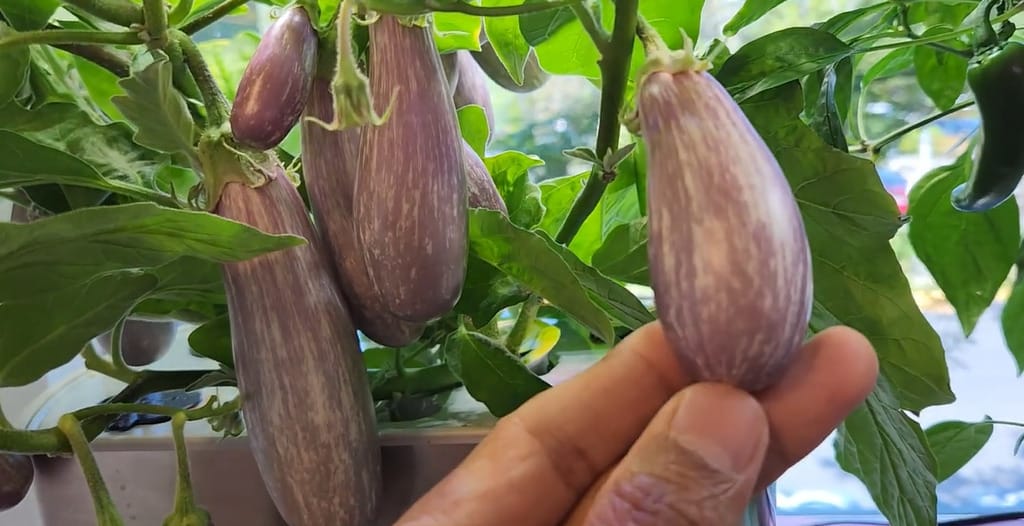 Fairy Tale Eggplant Seeds