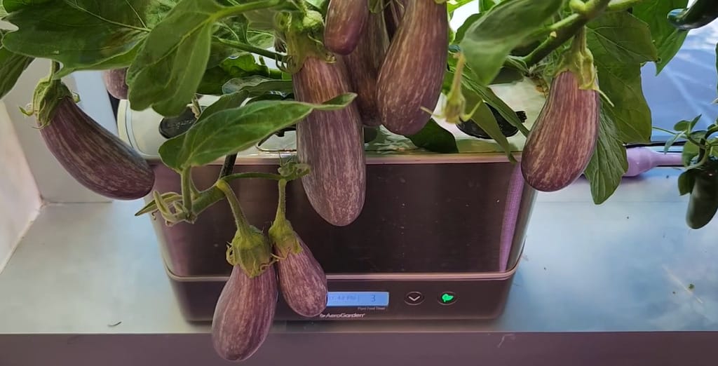 Fairy Tale Eggplant Seeds