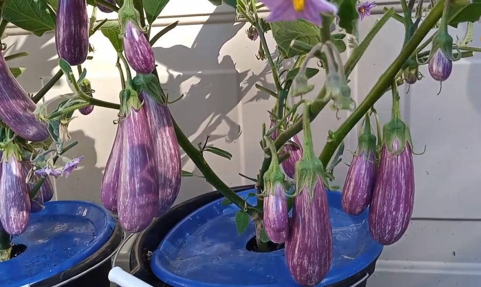 Fairy Tale Eggplant Seeds