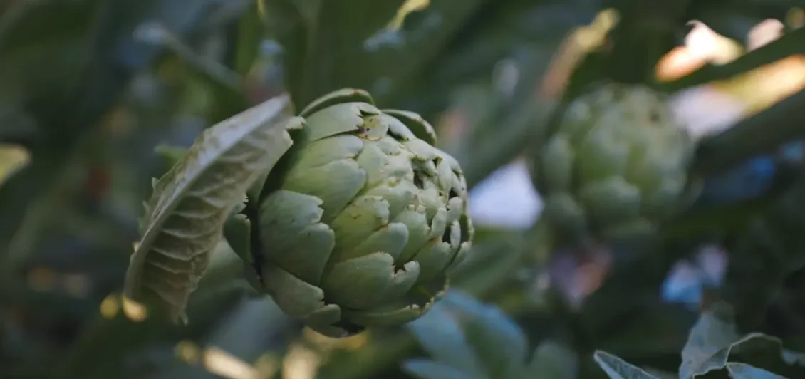 Growing Artichokes from Seed