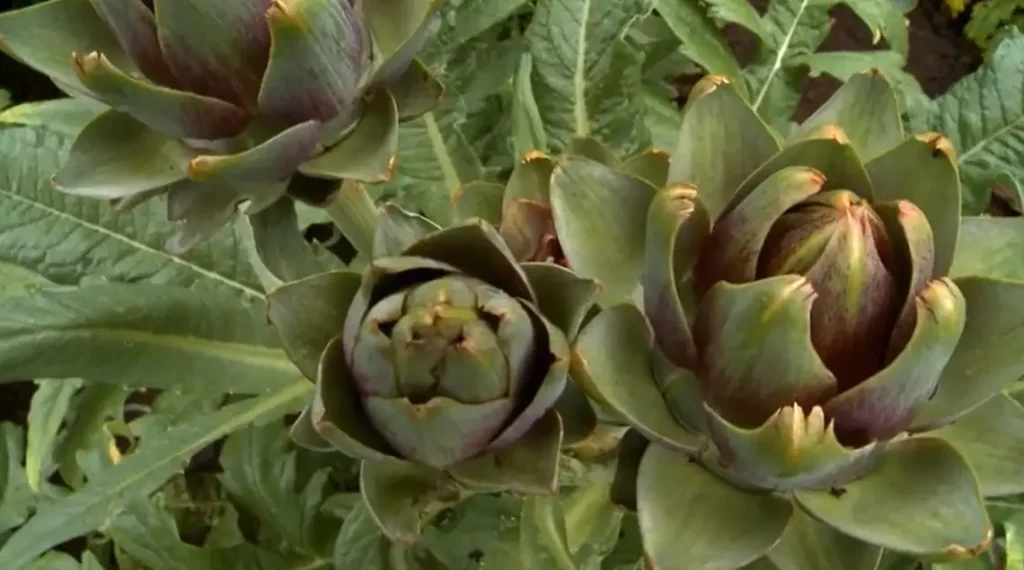Growing Artichokes from Seed