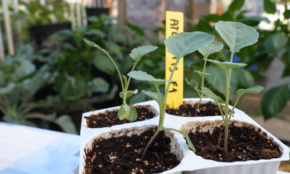 Growing Broccoli in Containers