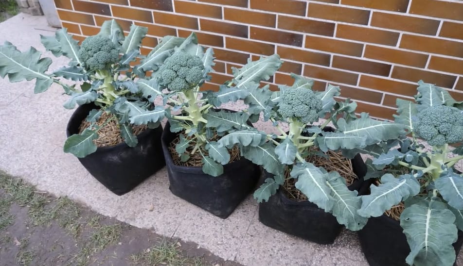 Growing Broccoli in Containers