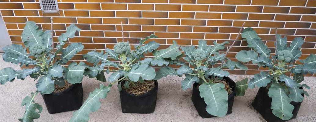 Growing Broccoli in Containers