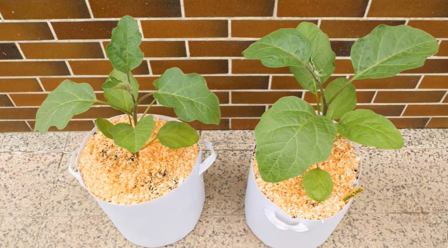Growing Eggplant from Seed