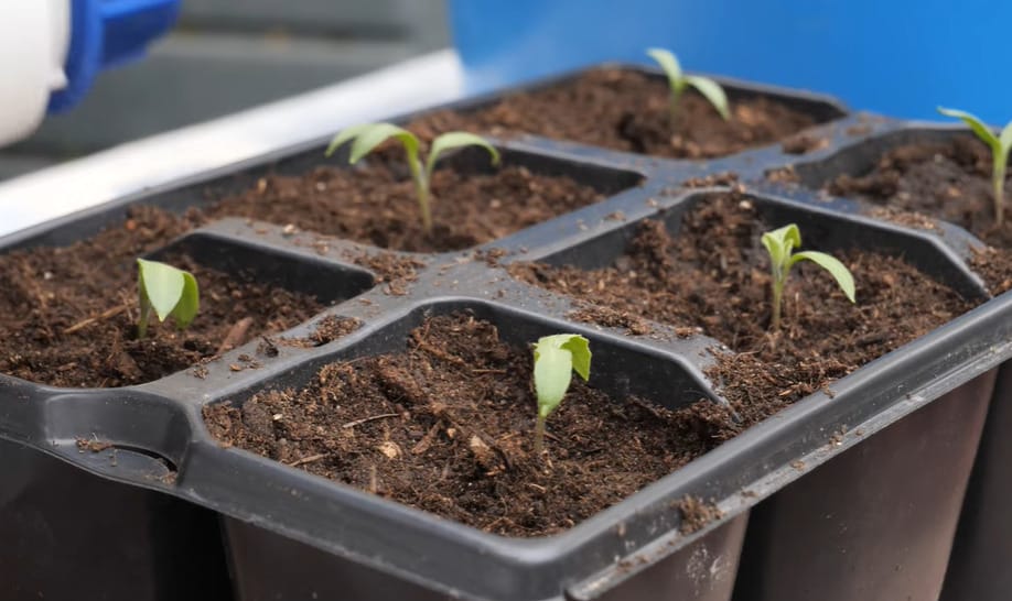 Growing Eggplant from Seed