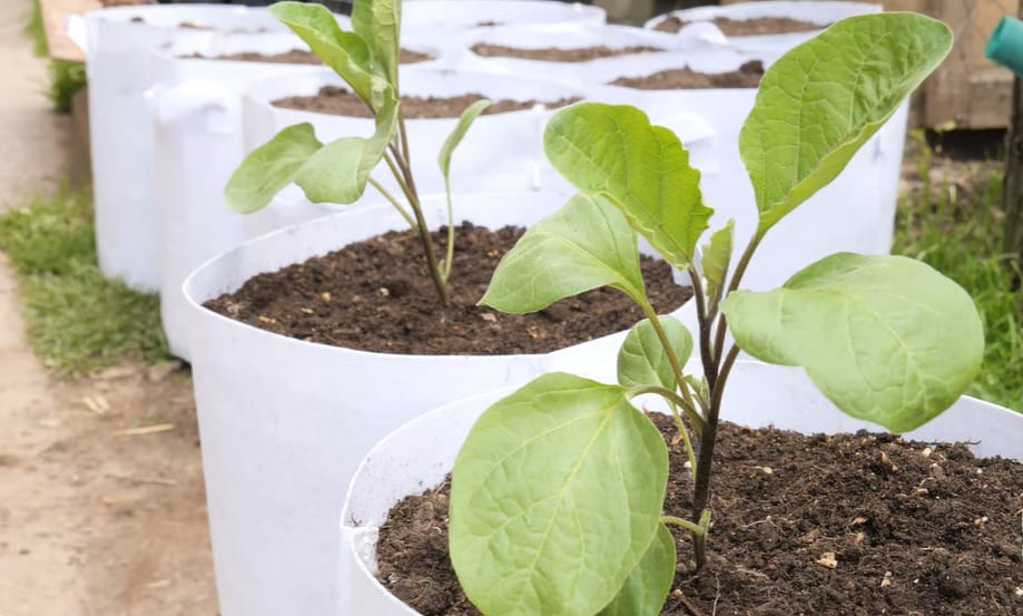 Growing Eggplant from Seed