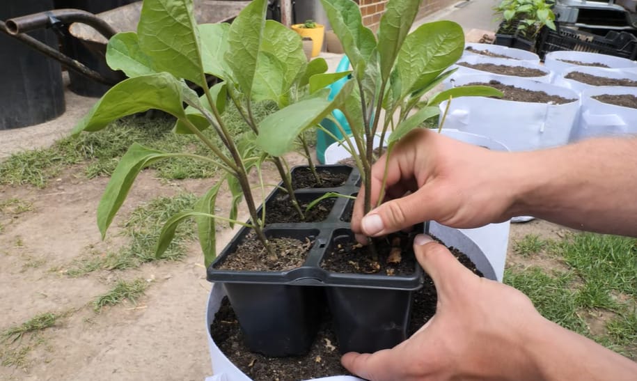 Growing Eggplant from Seed
