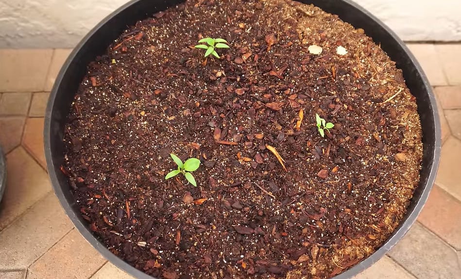 Growing Eggplant in Containers