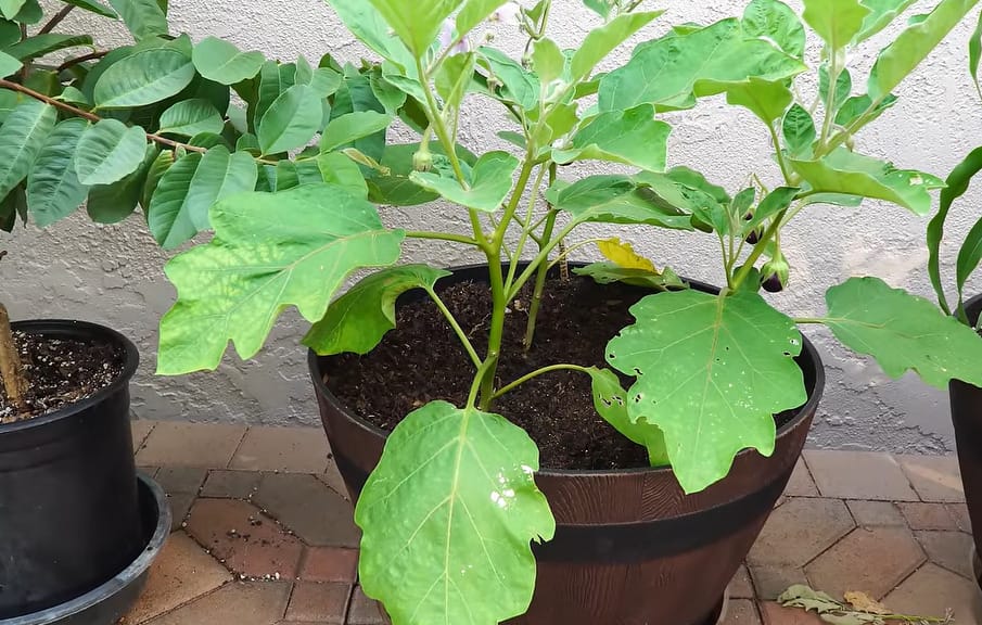 Growing Eggplant in Containers