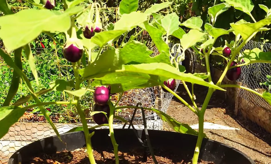 Growing Eggplant in Containers