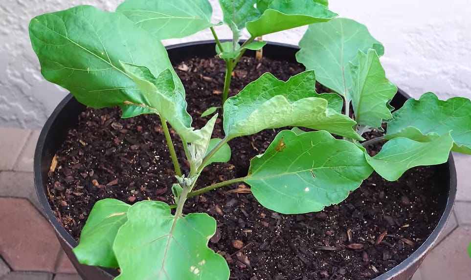 Growing Eggplant in Containers