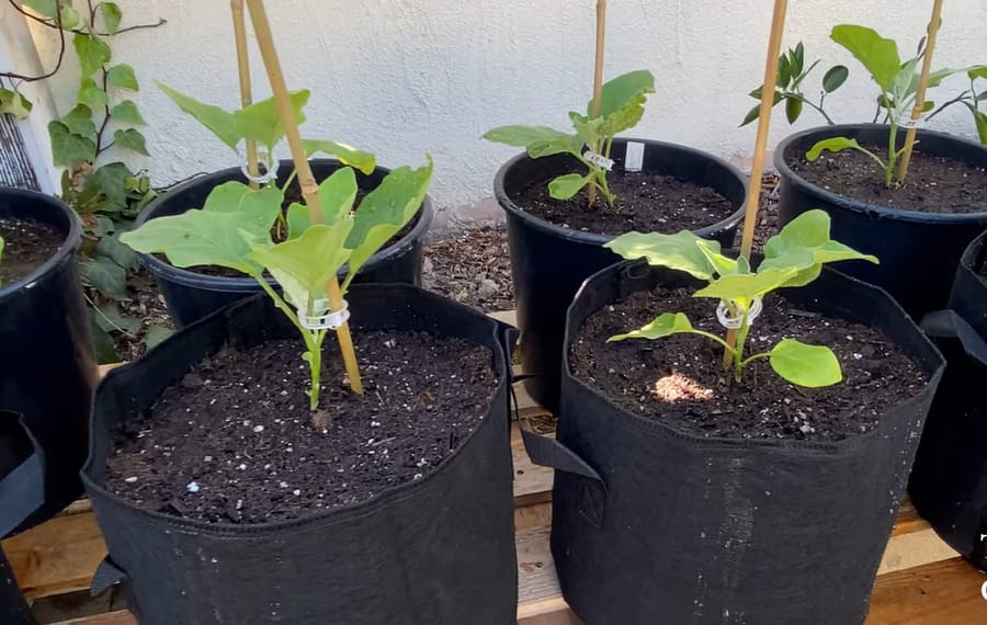 Growing Eggplant in Pots