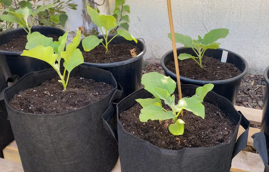 Growing Eggplant in Pots