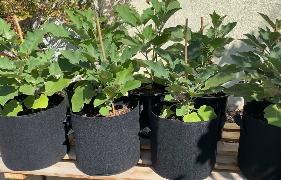 Growing Eggplant in Pots