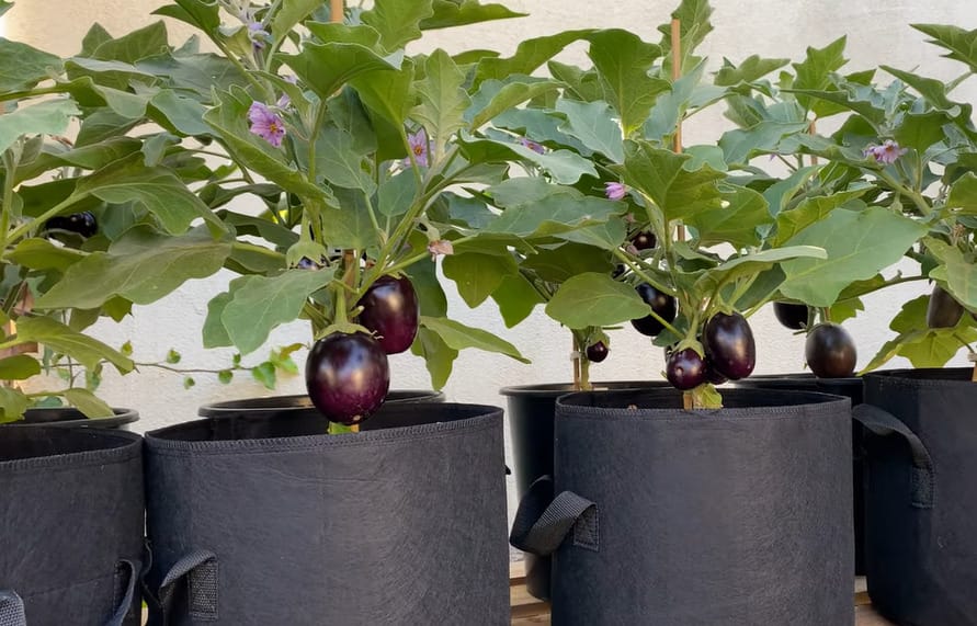 Growing Eggplant in Pots