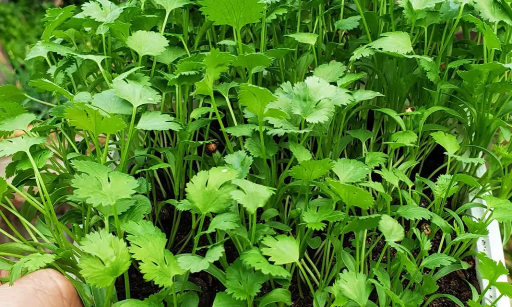 Herb Vegetables Growing Guide for Beginners