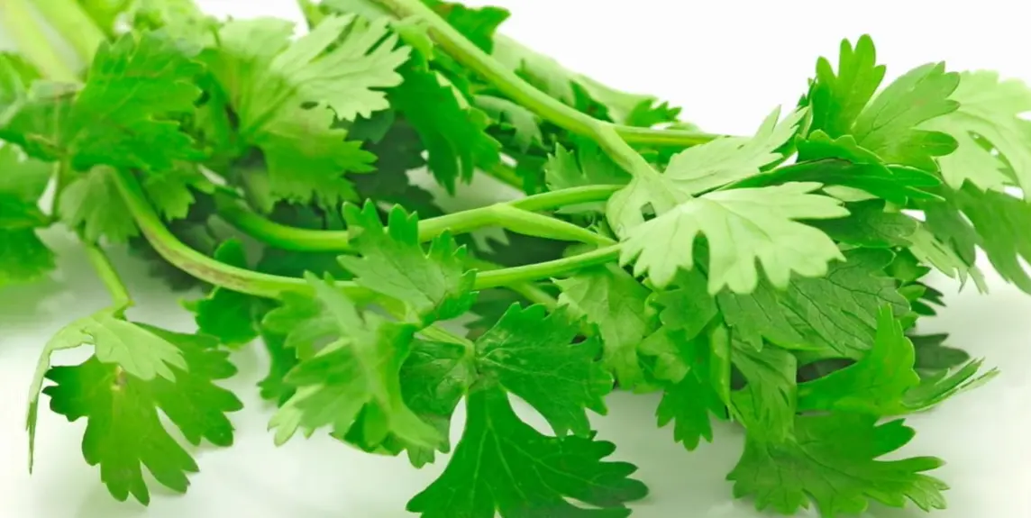 Herb Vegetables Growing Guide for Beginners