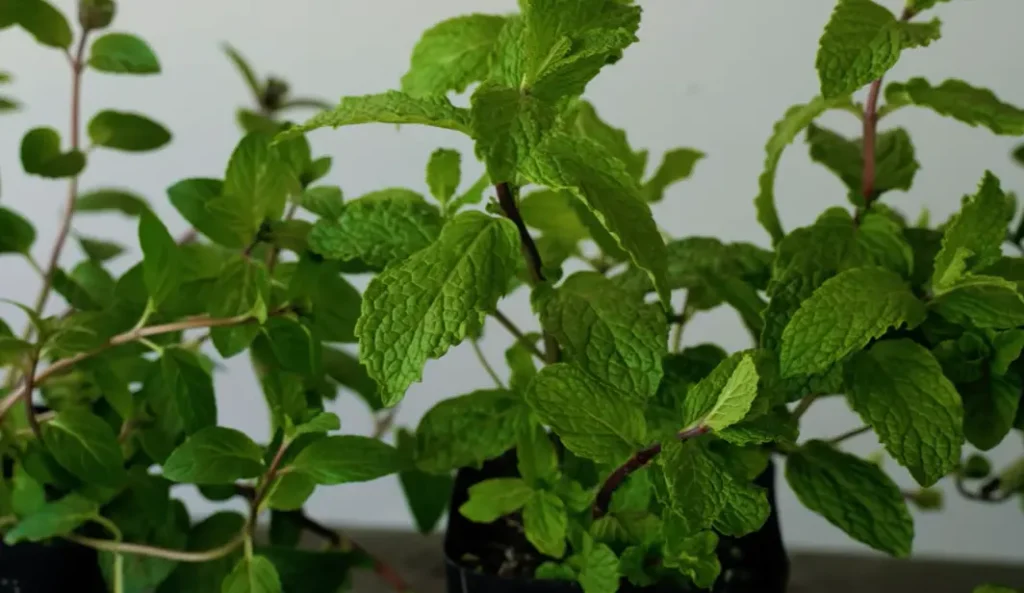 Herb Vegetables Growing Guide for Beginners