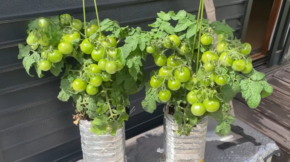 How Many Tomatoes on a Brandywine Plant