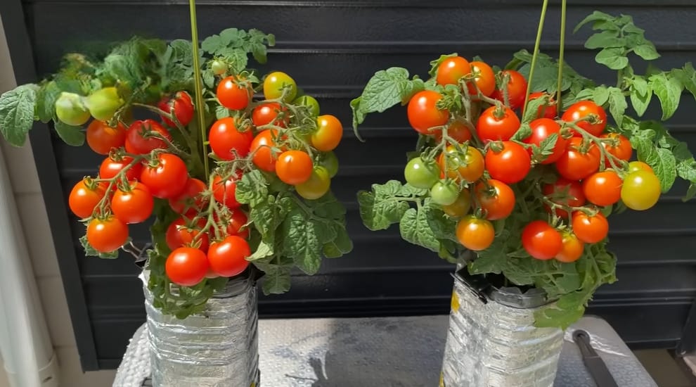 How Many Tomatoes on a Brandywine Plant