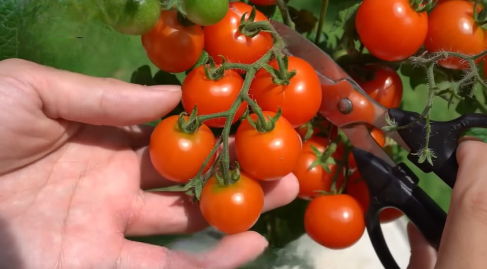 How Many Tomatoes on a Brandywine Plant