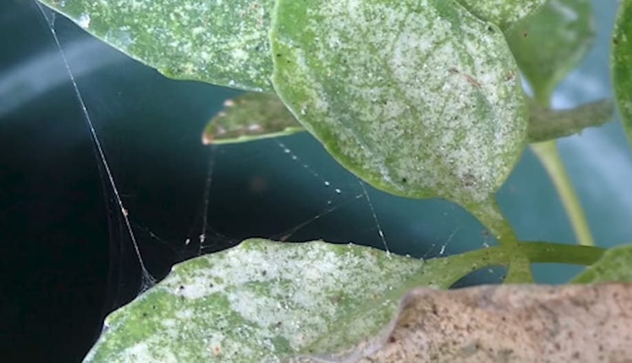 How to Exterminate Spider Mites
