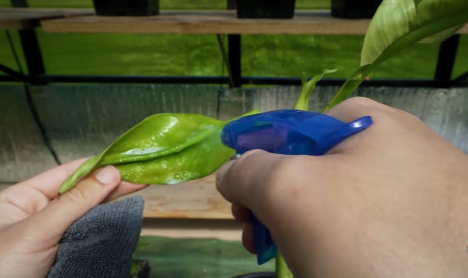 How to Exterminate Spider Mites