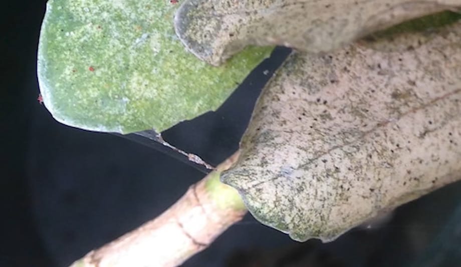 How to Exterminate Spider Mites