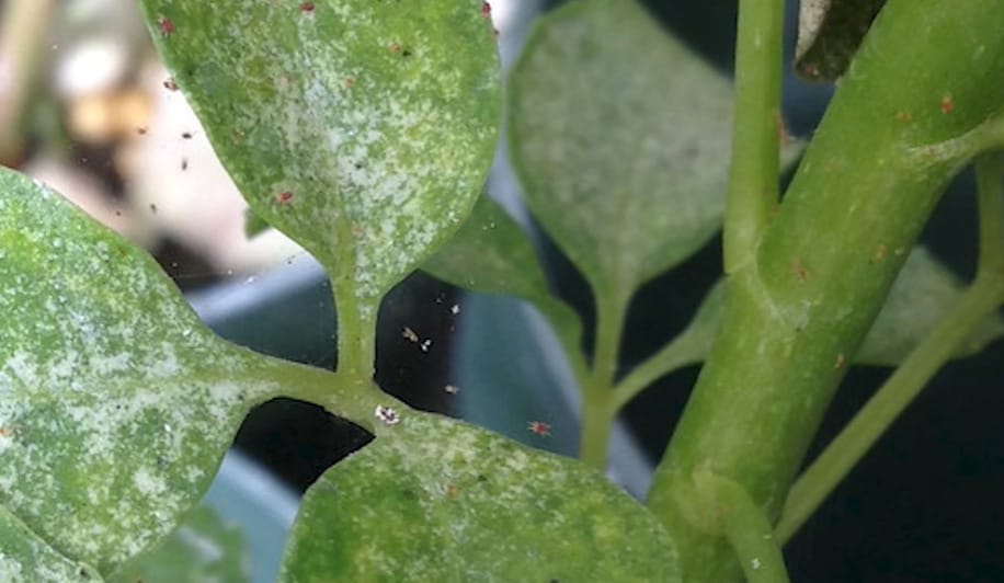 How to Exterminate Spider Mites