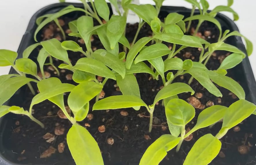 How to Germinate Eggplant Seeds