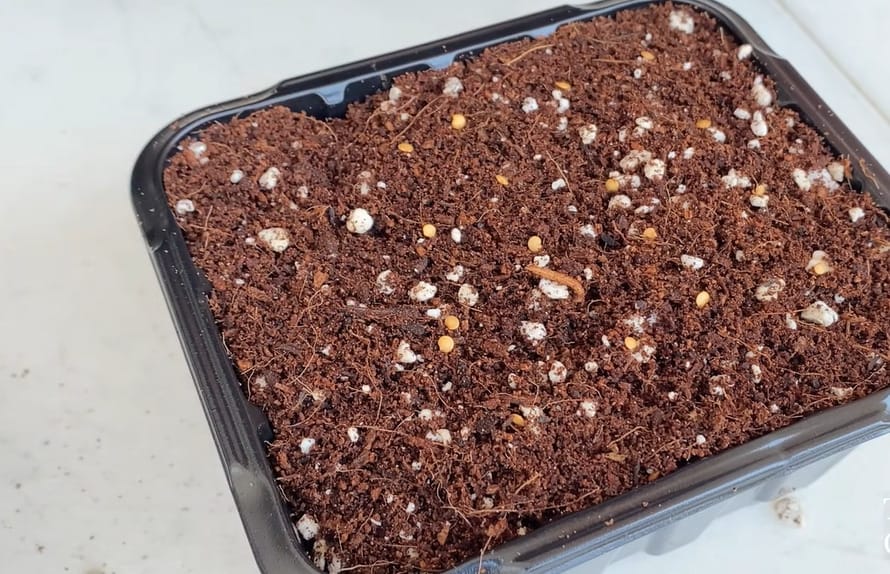 How to Germinate Eggplant Seeds