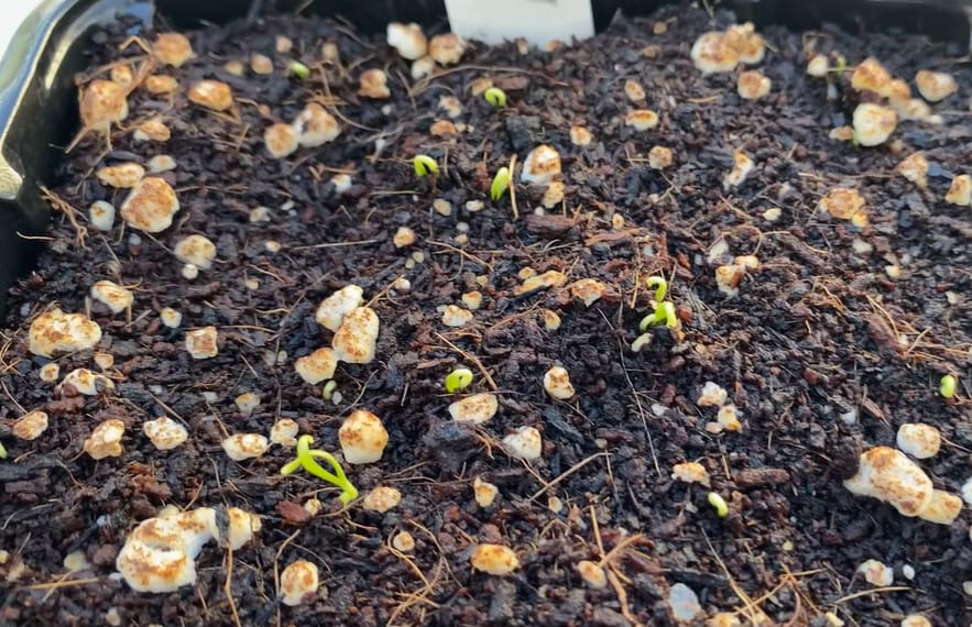 How to Germinate Eggplant Seeds