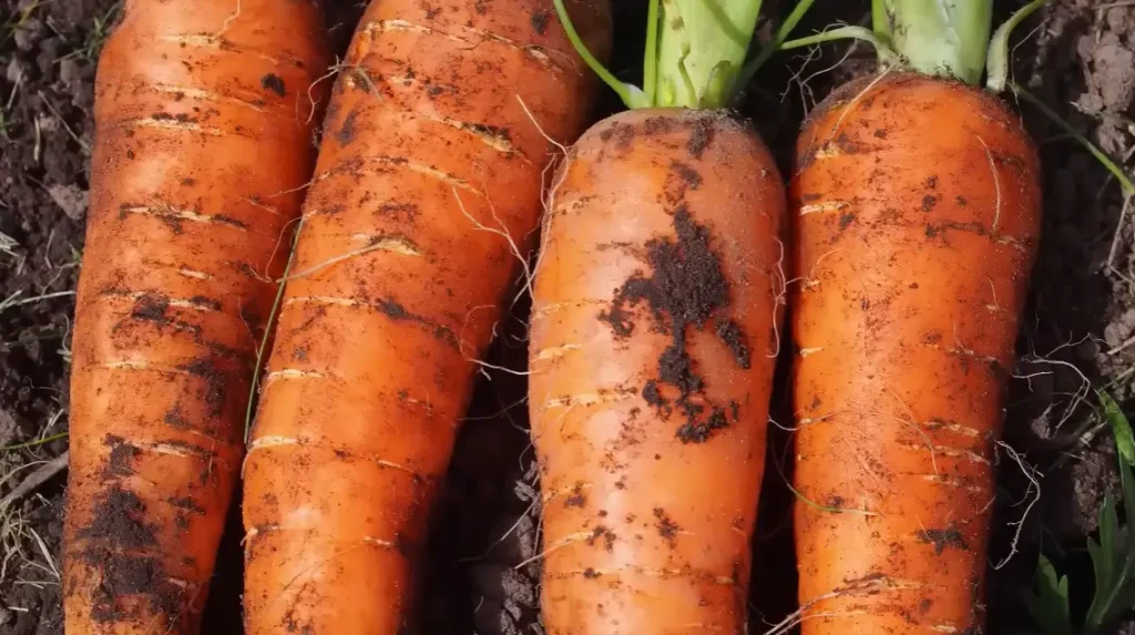 How to Grow Carrots