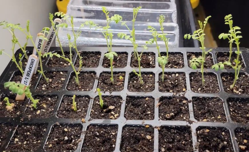 How to Grow Chickpeas