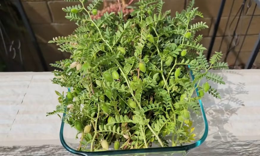 How to Grow Chickpeas